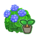 blue-hydrangea start