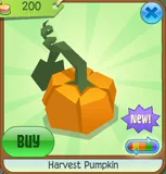 Harvest Pumpkin & Harvest Pumpkin Patch