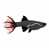 Wretched Guppy