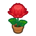 red-mum plant