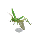 long locust model