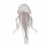 Phantom Jellyfish