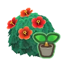 red-hibiscus start