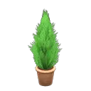 cypress plant