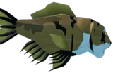Royal Tigerfish