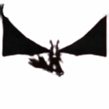 Hollowed Wings