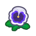 white pansies