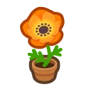 orange-windflower plant