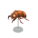 cicada shell model