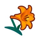 orange lilies