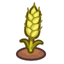 ripe wheat plant
