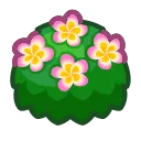 pink-plumeria bush