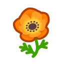 orange windflowers