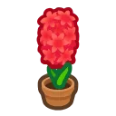 red-hyacinth plant