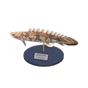 saddled bichir model