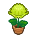 green-mum plant