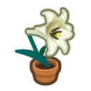 white-lily plant