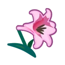 pink lilies