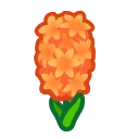 orange hyacinths