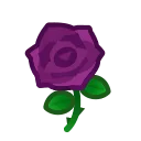 purple roses