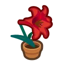 red-lily plant