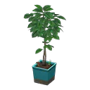 coffee plant