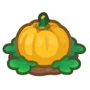 yellow-pumpkin plant