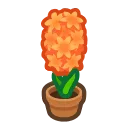 orange-hyacinth plant