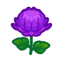 purple mums