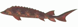 Umbraleaf Sturgeon