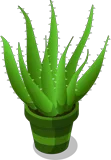 Aloe Vera Plant