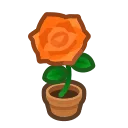 orange-rose plant