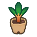 cedar sapling