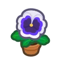 white-pansy plant