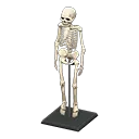 skeleton