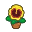 yellow-pansy plant