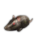 Rat