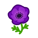 purple windflowers