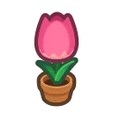 pink-tulip plant