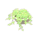 potted ivy