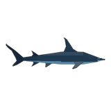 Great Hammerhead Shark