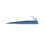Oarfish