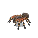 tarantula model