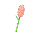 hyacinth wand