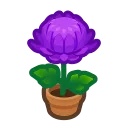 purple-mum plant