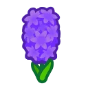 purple hyacinths