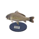 carp model