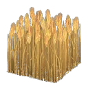 wheat field