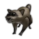 Raccoon