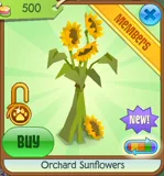 Orchard Sunflowers